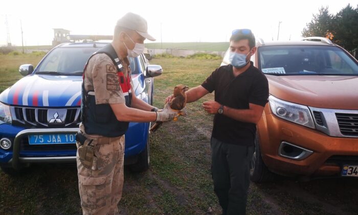 Jandarmanın yaralı halde bulduğu Bozkır Kartalı tedavi altına alındı