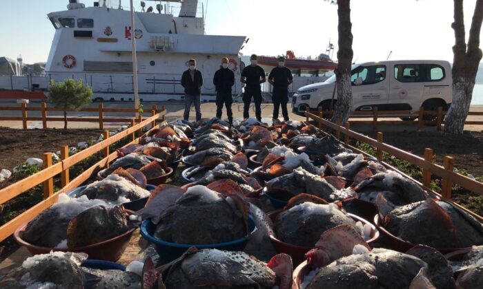 Kaçak avlanan 3 ton kalkan balığına Sahil Güvenlik ekipleri el koydu