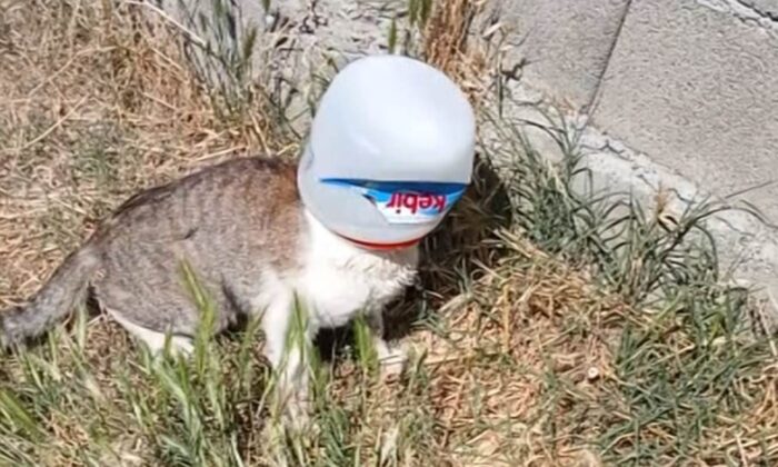 Kafasına kova sıkışan kediyi kurtarmak için seferber oldular