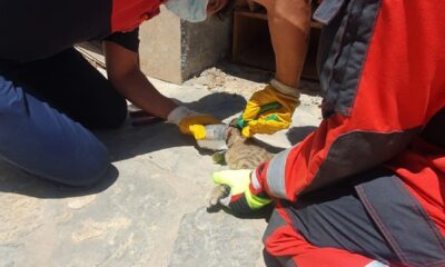 Kafasını kutuya sıkıştıran kedi için seferber oldular