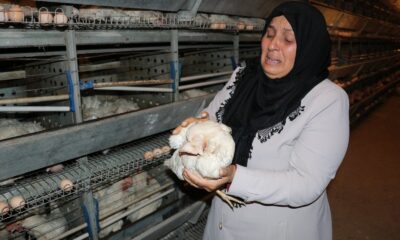 Kahramanmaraş’ta 10 bin tavuk telef oldu, sahibi ağıt yaktı