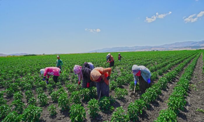 Kahramanmaraş’ta dağıtılan biber fidelerinde hasat hazırlığı