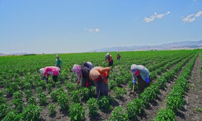 Kahramanmaraş’ta dağıtılan biber fidelerinde hasat hazırlığı