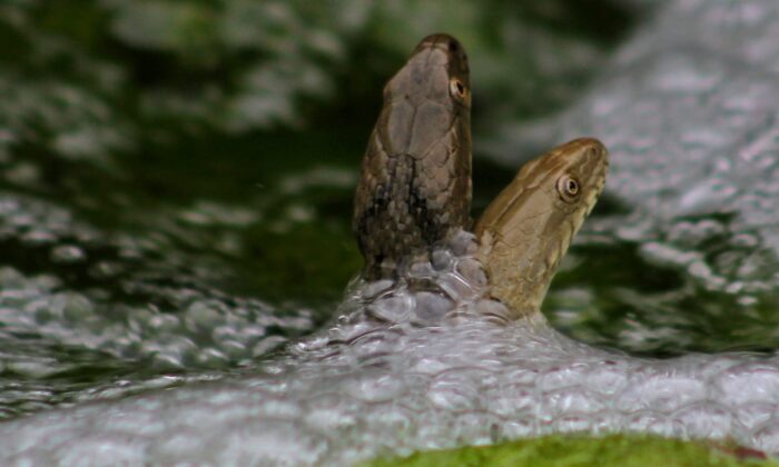 Kahramanmaraş’ta damla su yılanı görüntülendi
