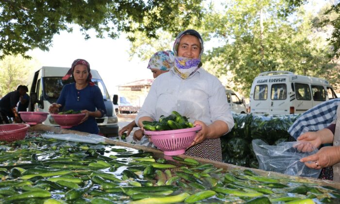 Kahramanmaraş’ta salatalıkta hasat bereketi