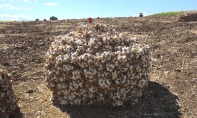Kahramanmaraş’ta sarımsakta 50 bin ton rekolte gerçekleşti