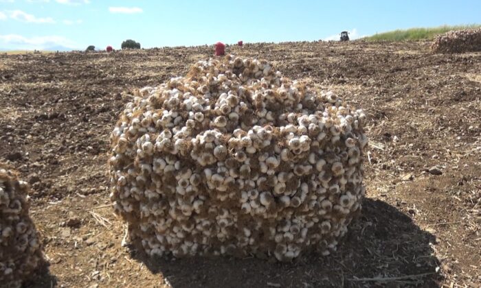 Kahramanmaraş’ta sarımsakta 50 bin ton rekolte gerçekleşti