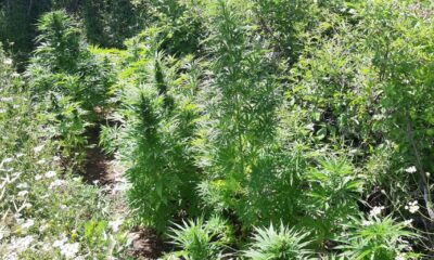 Kahramanmaraş’ta uyuşturucu operasyonu