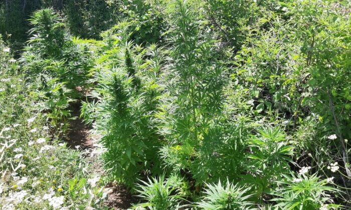 Kahramanmaraş’ta uyuşturucu operasyonu