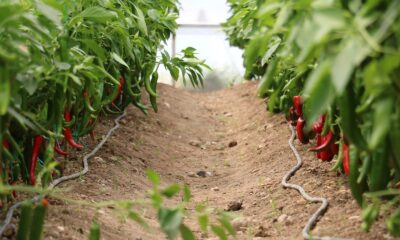 Kahramanmaraş’tan 30 ülkeye yerli hibrit tohum ihracatı