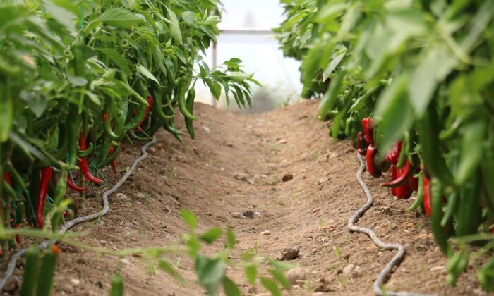Kahramanmaraş’tan 30 ülkeye yerli hibrit tohum ihracatı