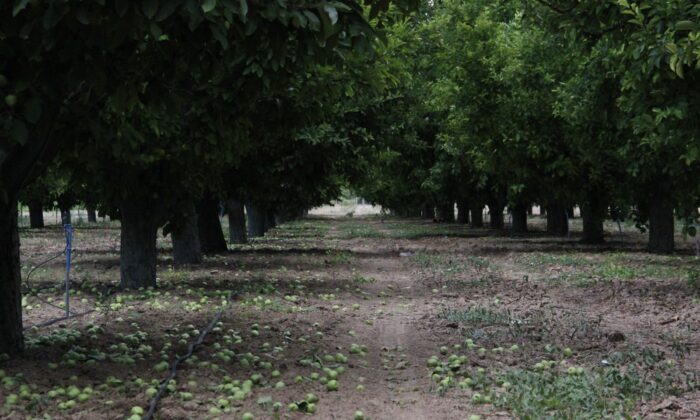 Kaliteli üretim için fazla elmalar dalından kesiliyor