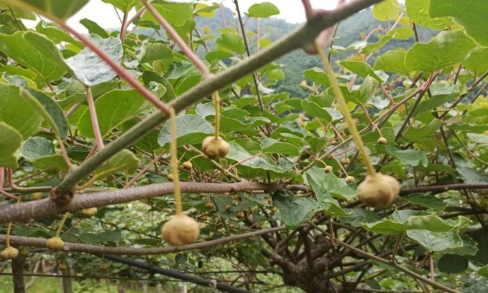 Kaliteli ürün için emek harcıyorlar