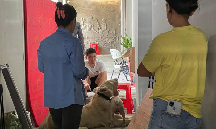 Kamboçya’da TikTok’da videoları yayınlanan aslana devlet el koydu