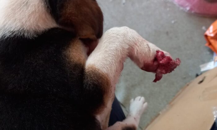 Kamyonetin çarptığı sevimli yavru köpek tedavi edildi