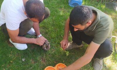 Kanadı kırık Kulaklı Orman Baykuş’u tedavi altına alındı