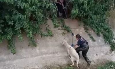 Kanala düşen koyunu itfaiye kurtardı