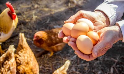 Kanatlı sektörü ihracatta rekora kanat çırptı