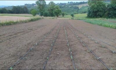 Kandıra’ya 10 bin enginar fidesi