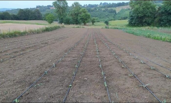 Kandıra’ya 10 bin enginar fidesi