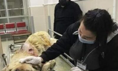 Kangal cinsi köpek baltalı saldırıya uğradı