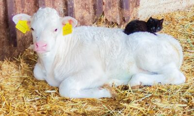 Kara kedi ile ak buzağının dostluğu yürekleri ısıttı
