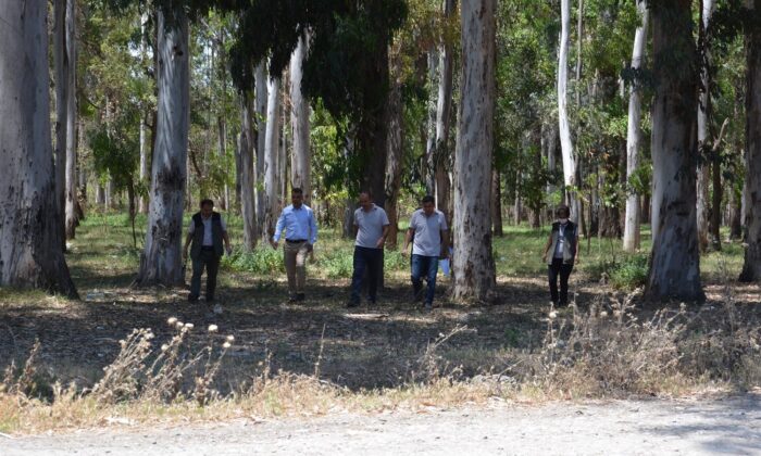 Karabucak Okaliptüs Ormanına ‘ekotirizm parkuru’ yapılıyor