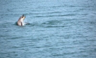 Karadeniz’de yunus şöleni