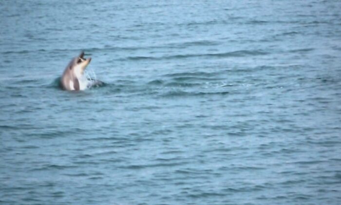 Karadeniz’de yunus şöleni