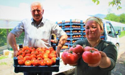 Karadeniz’in sebze üssü Amasya’da domates hasadı başladı