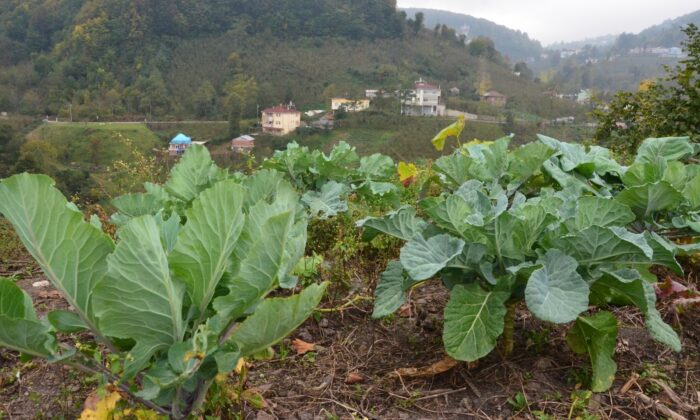 Karadenizliye müjde: Karalahana guatr yapmıyor