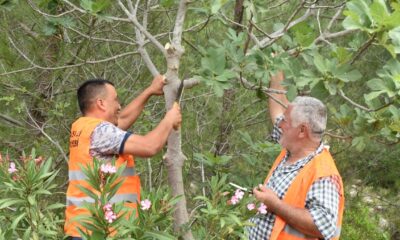Karaisalı’da yabani incir ağaçları aşılanıyor