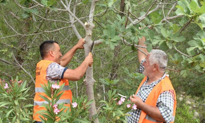 Karaisalı’da yabani incir ağaçları aşılanıyor