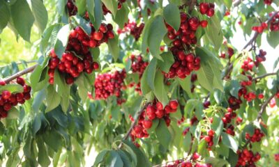 Karaman’dan Asya ve Avrupa ülkelerine kiraz ihracatı