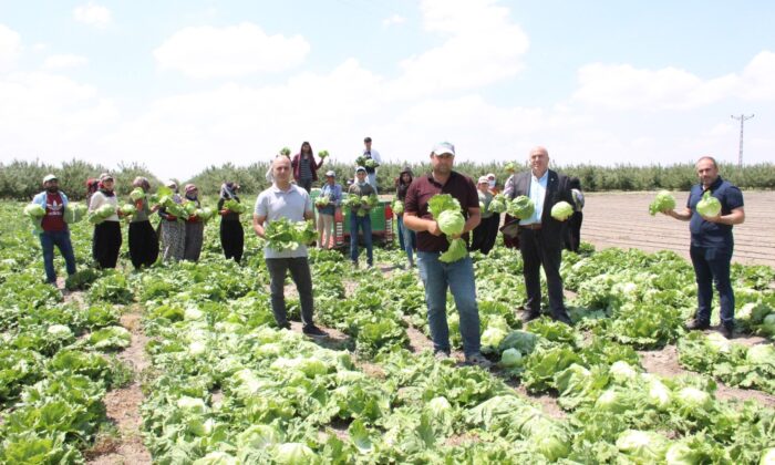 Karaman’dan Rusya ve Birleşik Arap Emirliklerine marul ihracatı