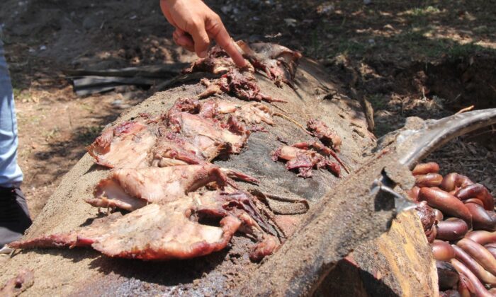 Karaya vuran yunusun midesinden çıkanlar şaşırttı