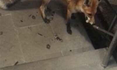 Karayolları bakımevine gelen tilkiyi her gün besliyor