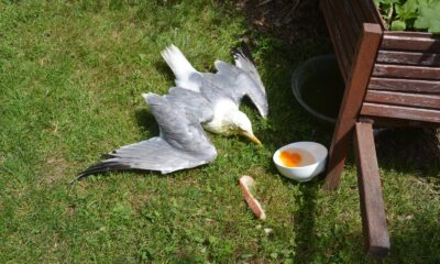 Kargaların saldırısına uğrayan martıyı vatandaşlar kurtardı