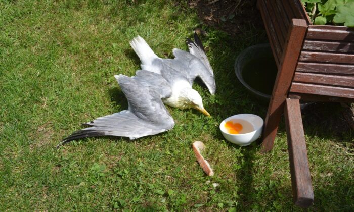 Kargaların saldırısına uğrayan martıyı vatandaşlar kurtardı