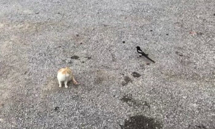 Karganın tehlikeli oyunu