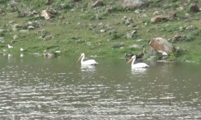 Kars’ta baraj gölünde kuş sesleri yükseliyor