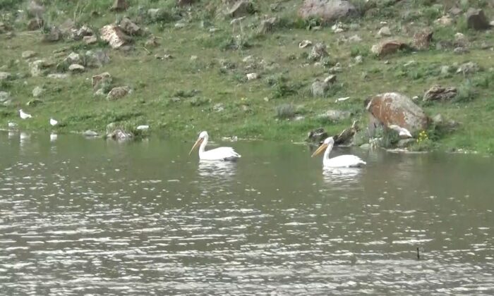 Kars’ta baraj gölünde kuş sesleri yükseliyor