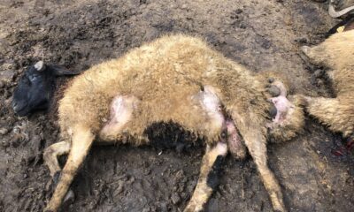 Kars’ta kurt dehşeti