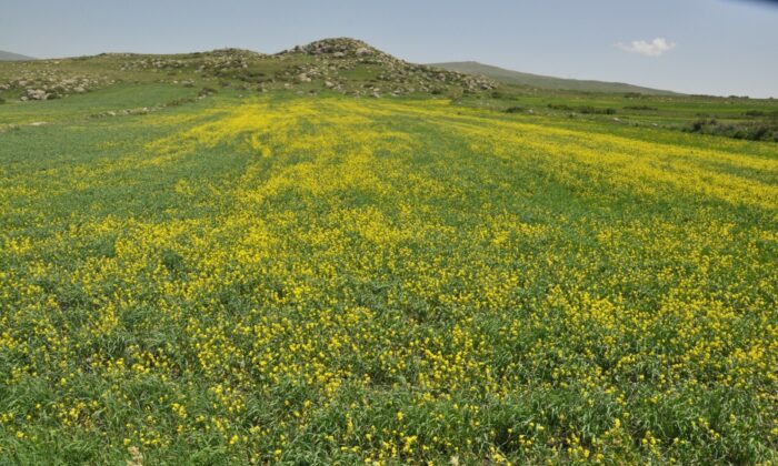Kars’ta tarlalarda açan ’sarı çiçekler’ görsel şölen sundu