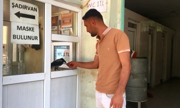 Kasiyer karga görenleri şaşırtıyor