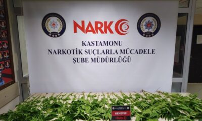 Kastamonu’da 46 kök kenevir bitkisi yakalandı