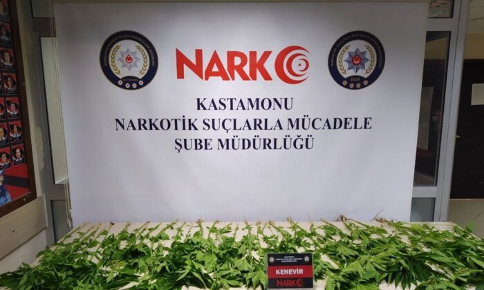 Kastamonu’da 46 kök kenevir bitkisi yakalandı
