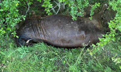 Kastamonu’da ayı, büyükbaş hayvanı telef etti