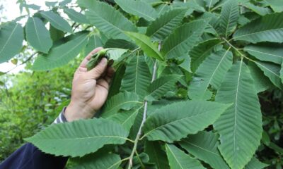 ’Katil’ gal arısı Sinop’ta da görüldü, arıcılar endişeli