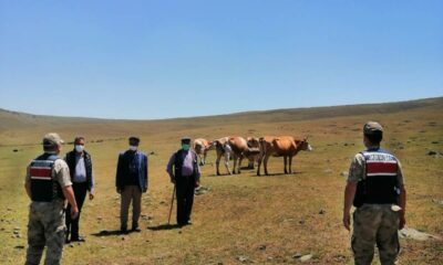 Kaybolan büyükbaş hayvanları jandarma buldu